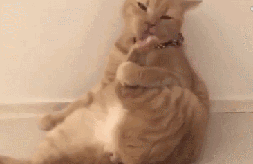 喜欢闻铲屎官臭脚和同类屁屁的猫,都快熏晕过去了!何必呢?