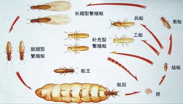由种群内其他蚁转变而来,承担繁殖任务的一对白蚁,代替死去的蚁后王