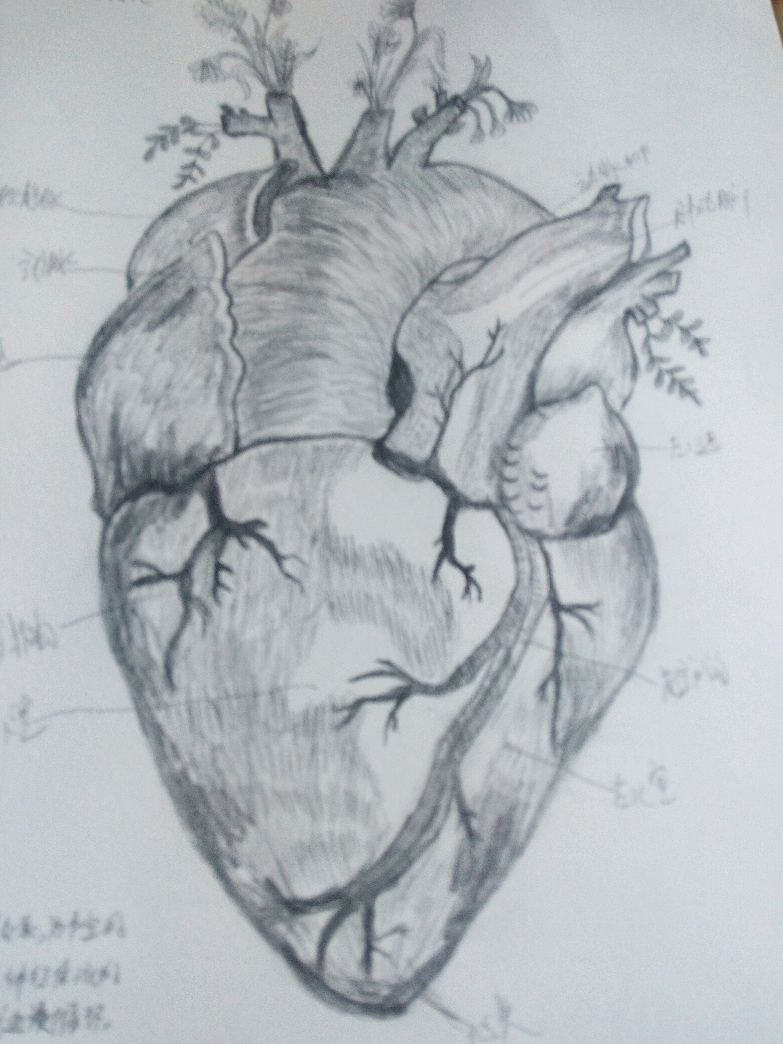 解剖心脏素描