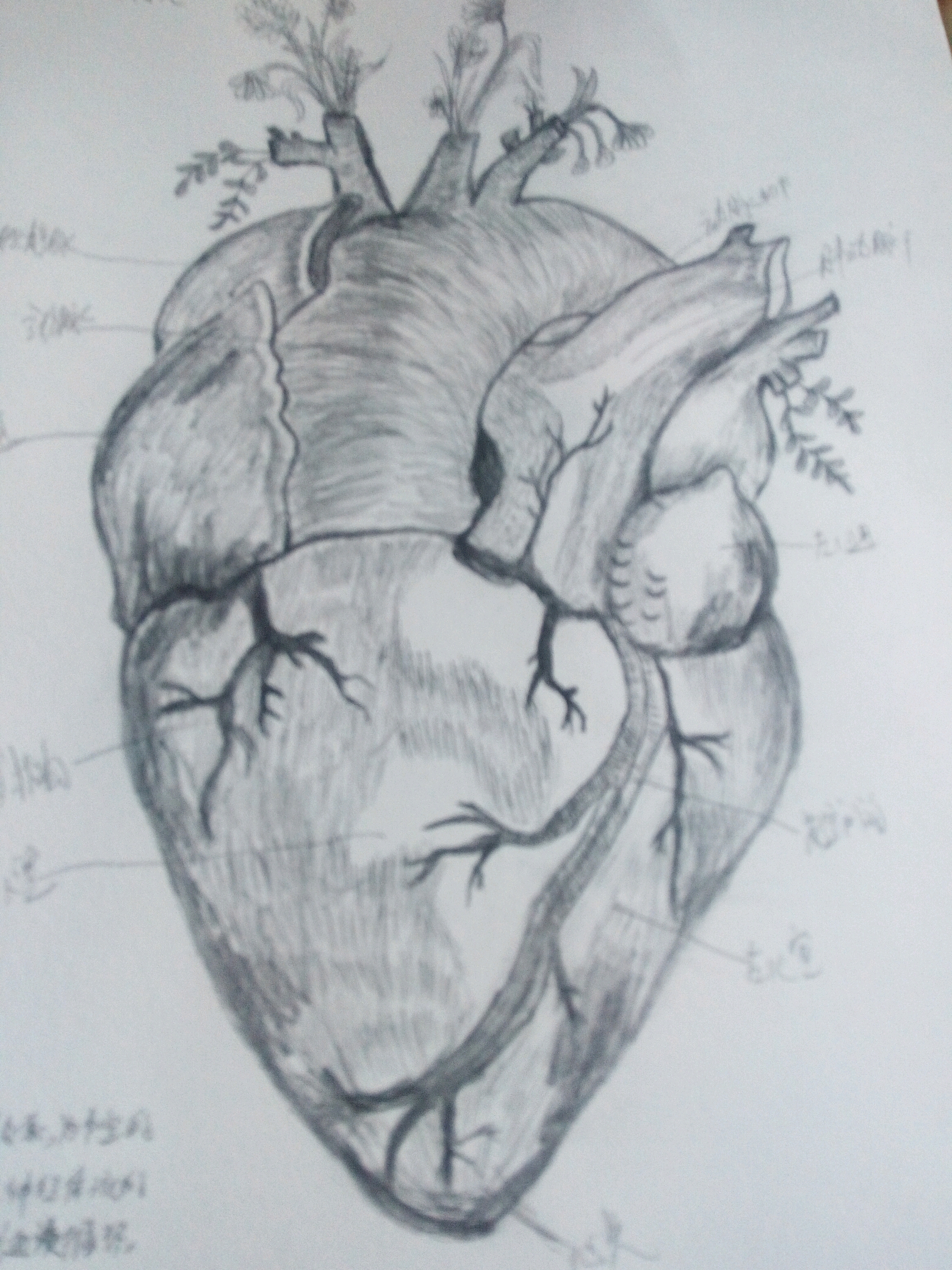 生活 日常 解剖心脏素描 粉丝:3文章:2      关注 花了两小时画的