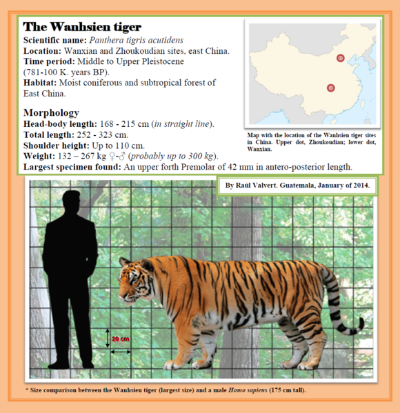 t. tigris),印支虎(p. t. corbetti),苏门答腊虎(p. t.