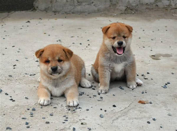 实际上,最早的柴犬和中华田园犬都可以说是土狗,这个