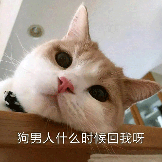 热门表情包14狗男人什么时候回我呀