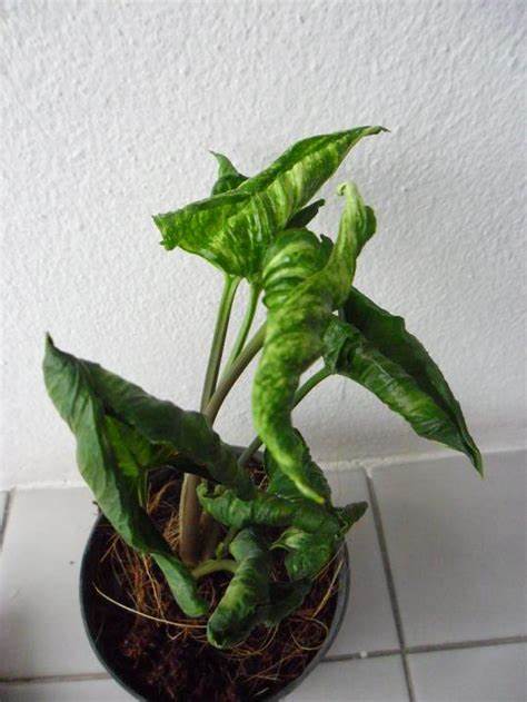 植物图鉴那些并不常见的合果芋syngonium01