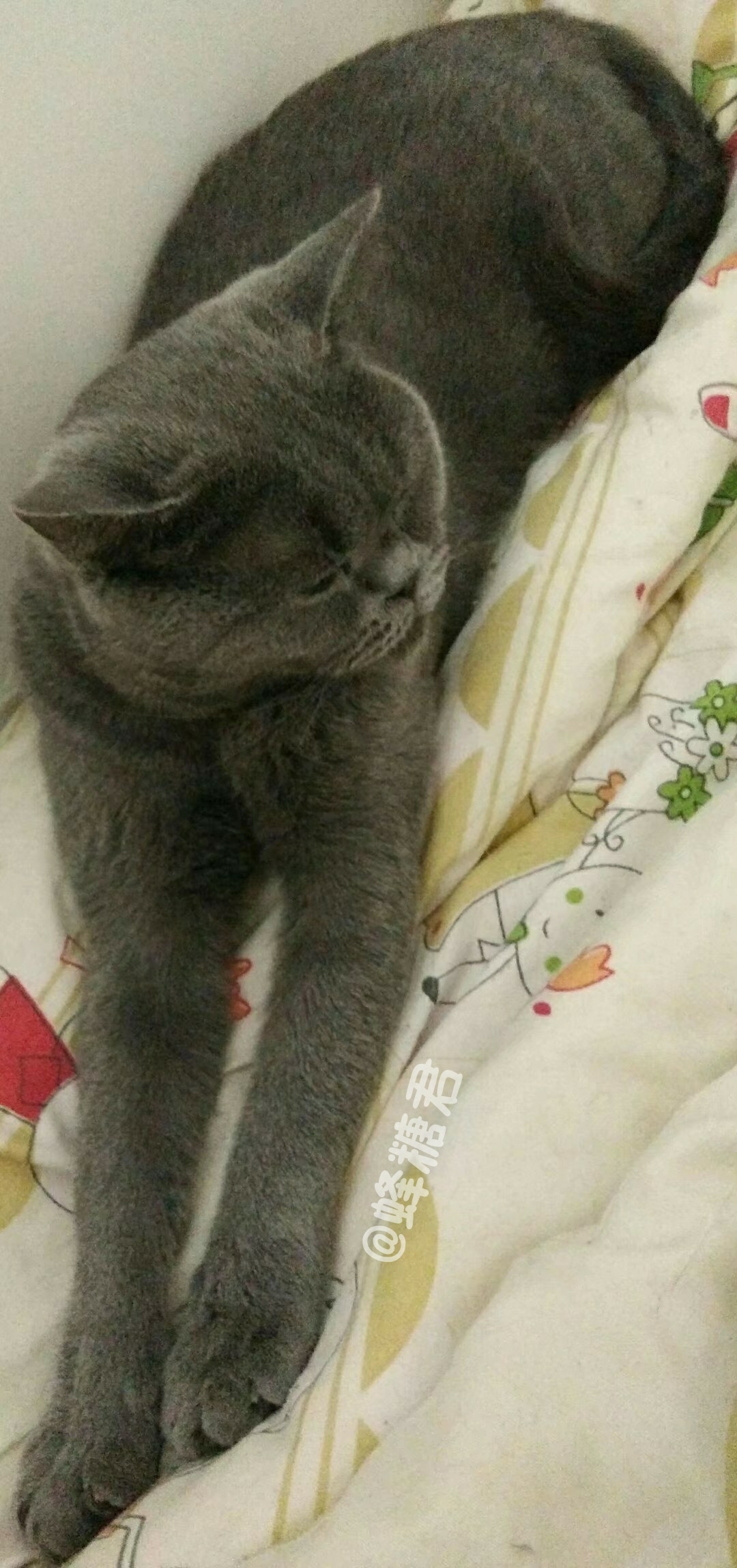 舍友养蓝猫以后是什么体验
