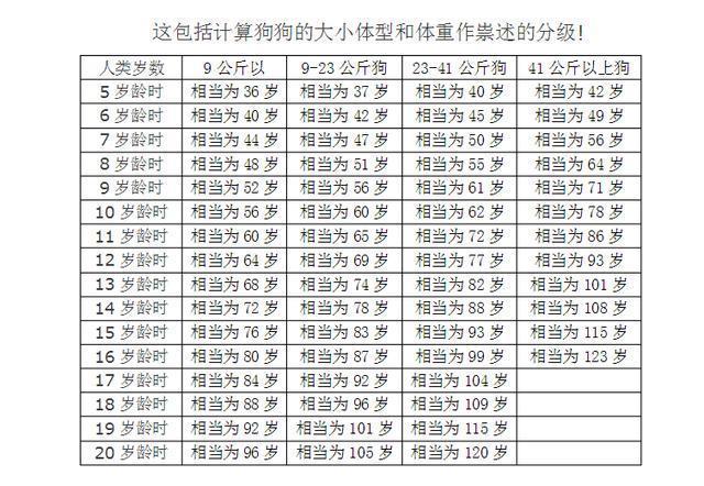 柯基几岁开始进入老年期?老了之后该怎么照顾它?