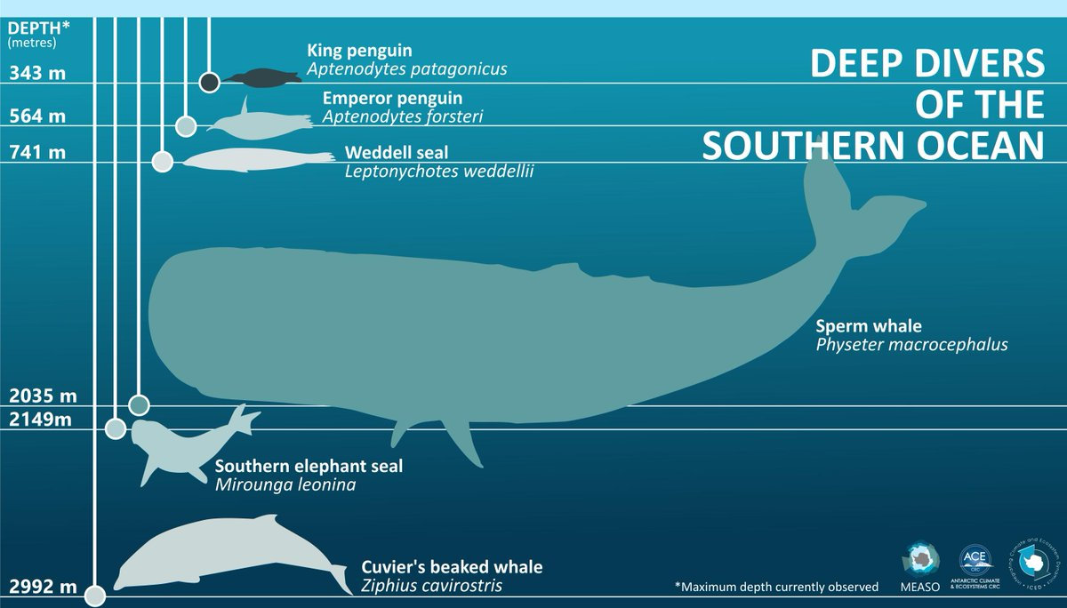 几种海洋生物的潜水深度,其中南象海豹仅次于柯氏喙鲸,图片来自twi@me
