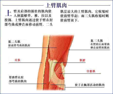 史上最全的人体(组织器官)全图