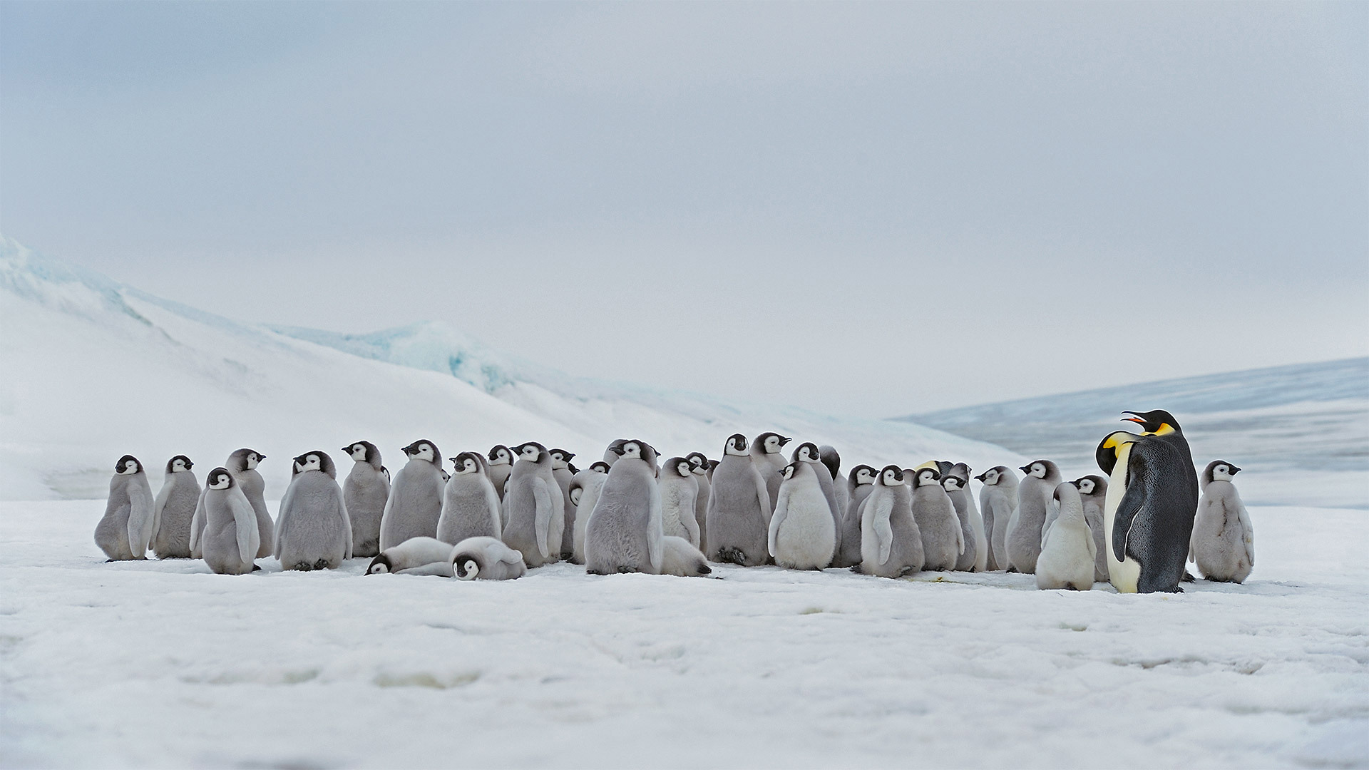 20201005栖息在斯诺希尔岛的成年帝企鹅和幼崽必应壁纸