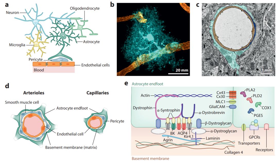 Annual Rev最新综述星形胶质细胞终足在脑功能和病理学中的作用 哔哩哔哩