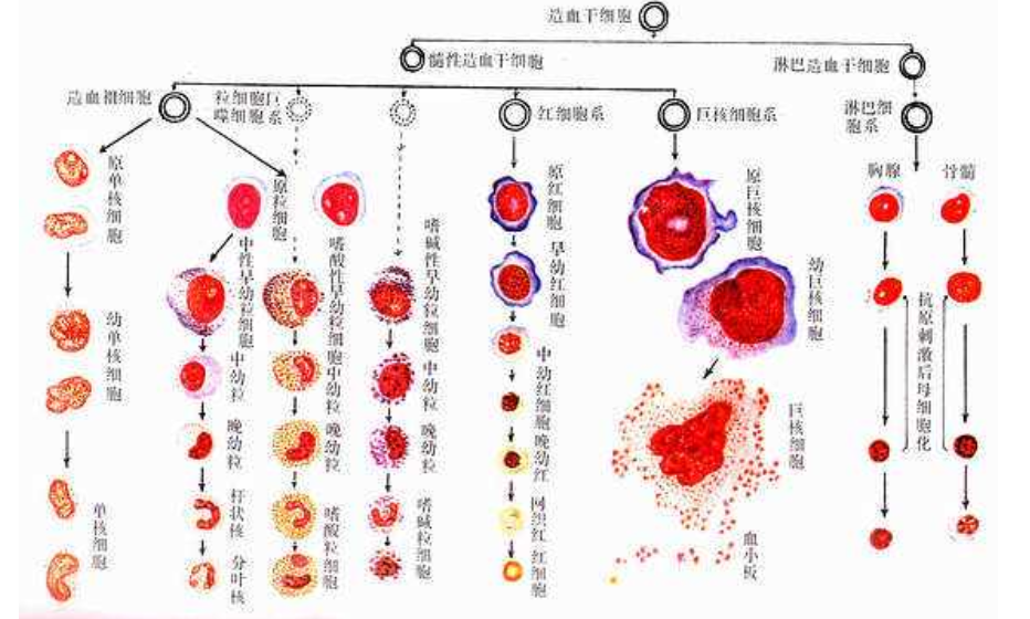 血细胞发生模式图