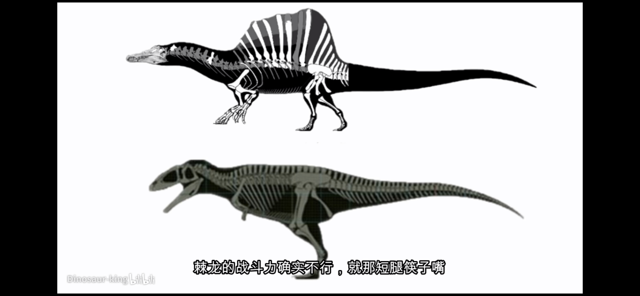 鲨齿龙和棘龙的对比,鲨齿龙:我完全不虚啊(图片感谢dinosaur-king