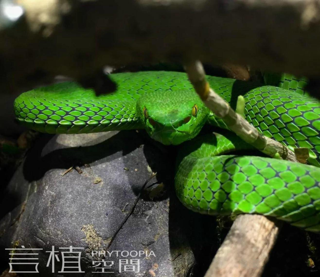 言植空间,动物科普,雨林动物,冈氏竹叶青