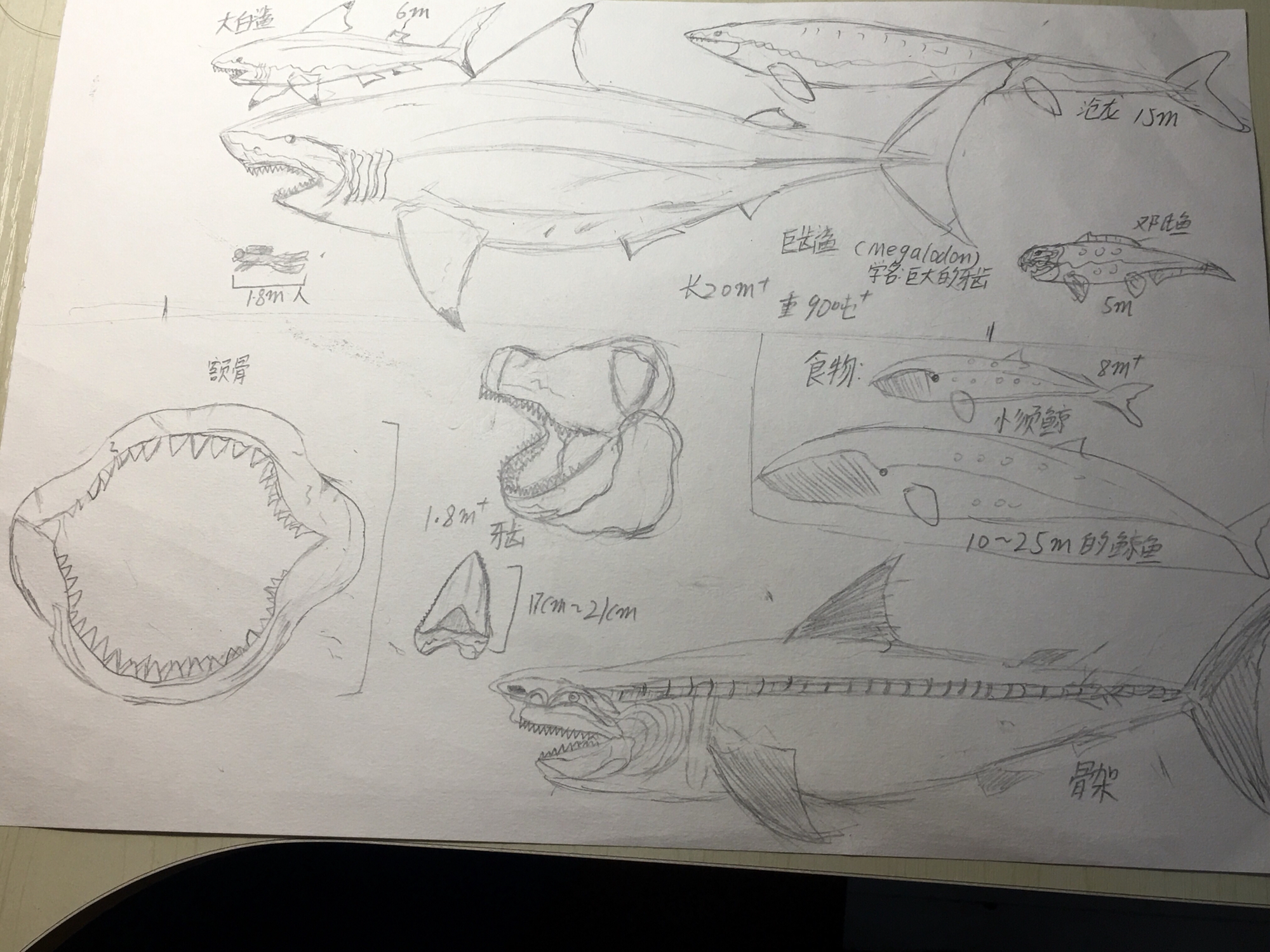 我画的巨齿鲨