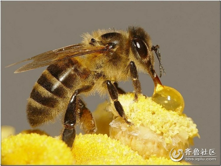 是蜜蜂还是苍蝇?你可能以为是蜜蜂,但其实它是只苍蝇!