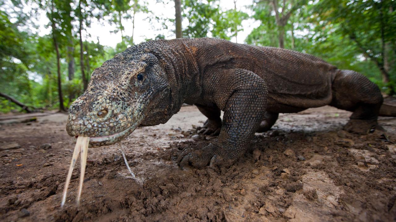 【其它生物】巨蜥科(varanidae)全科分类,所含物种及译名参考(含图鉴)
