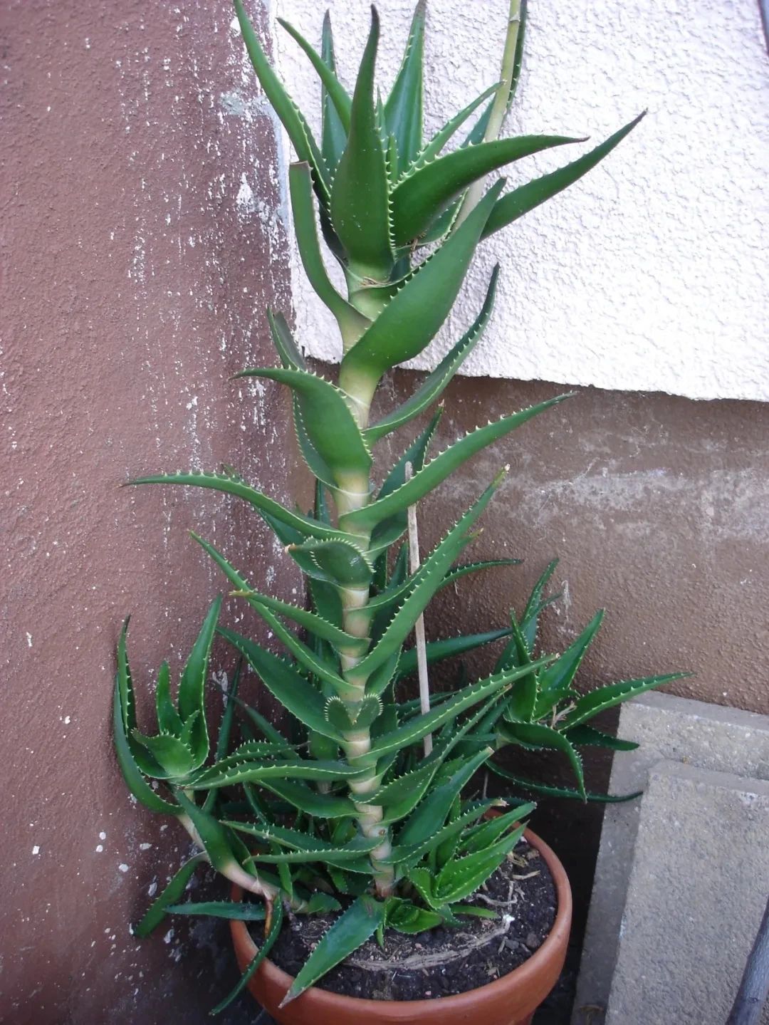 8,海虎兰芦荟(aloe delaetii)