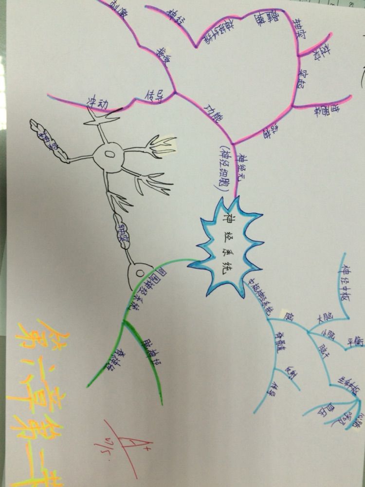 神经系统的组成思维导图 神经系统的组成和功能示意图