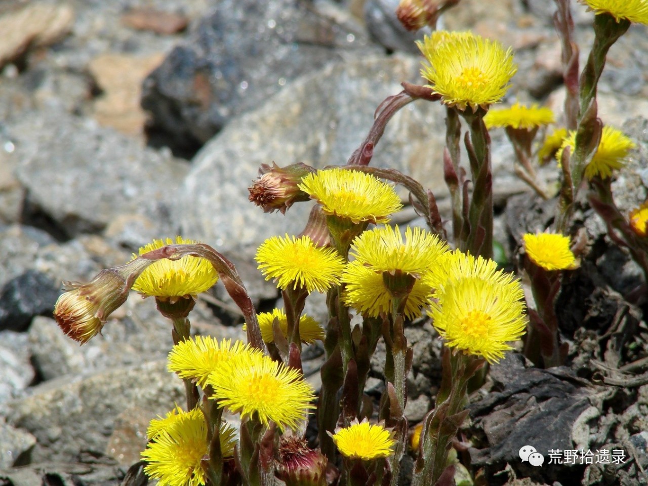 款冬tussilago farfaral.隶属于菊科款冬属,多年生草本.