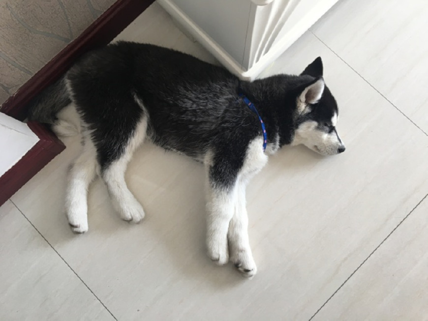小哈士奇走丢后被好心人领回家,每天躺在地上思念主人!