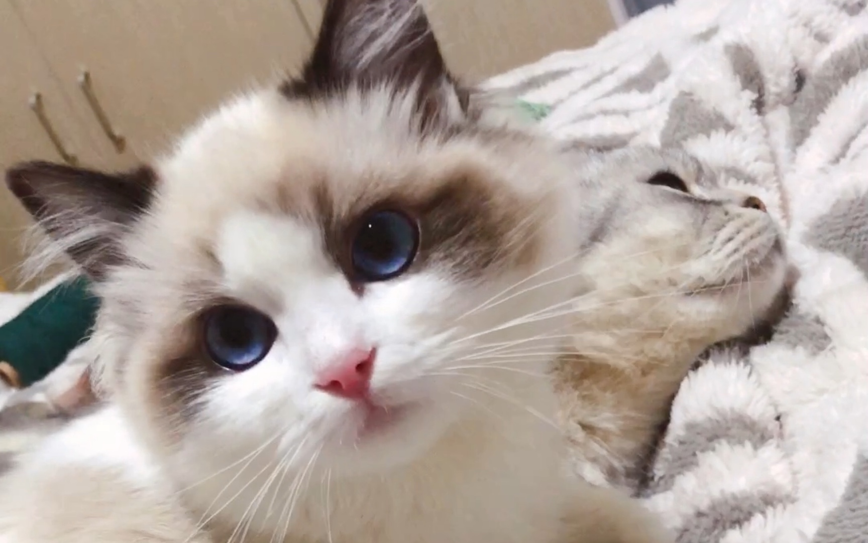 布偶猫掉毛严重怎么办布偶猫掉毛怎么解决