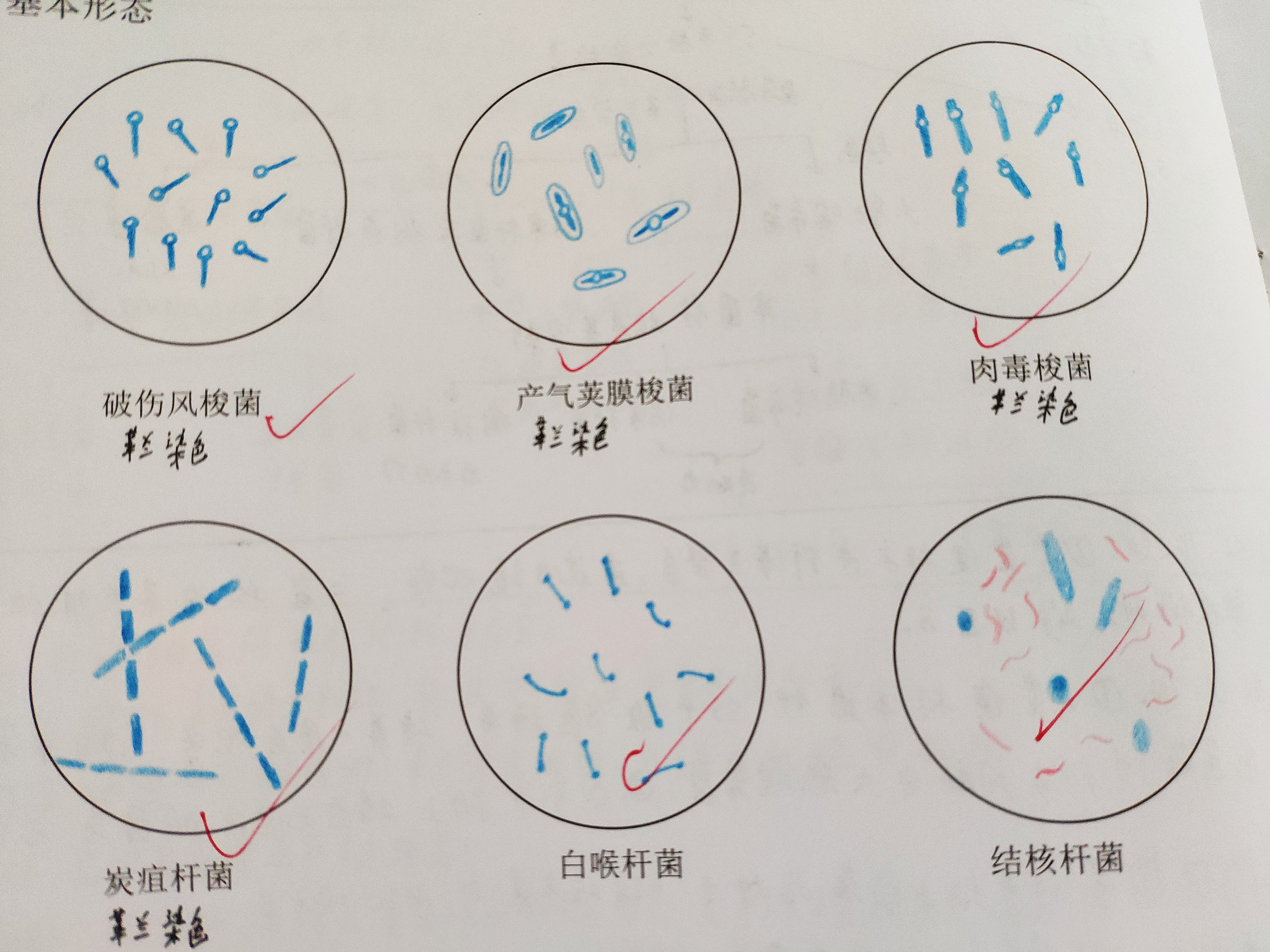 微生物红蓝铅笔手绘图