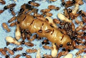 是不是在树桩里抠到白蚁的巢穴却找不到蚁后反而找到一大堆繁殖蚁若蚁