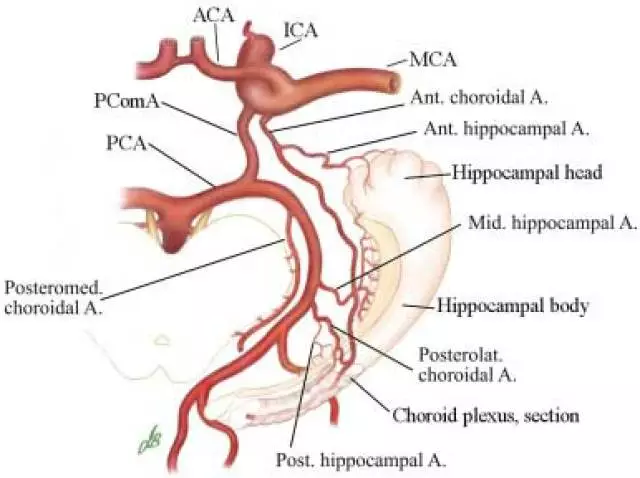 (海马血供)