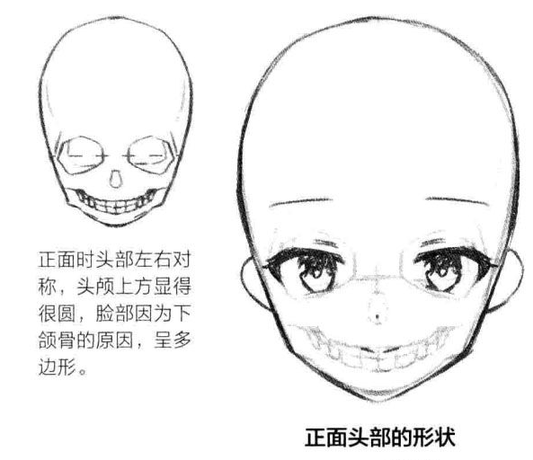 正侧面的头颅上方呈扁的椭圆形,下颌骨部分形成不规则的梯形.