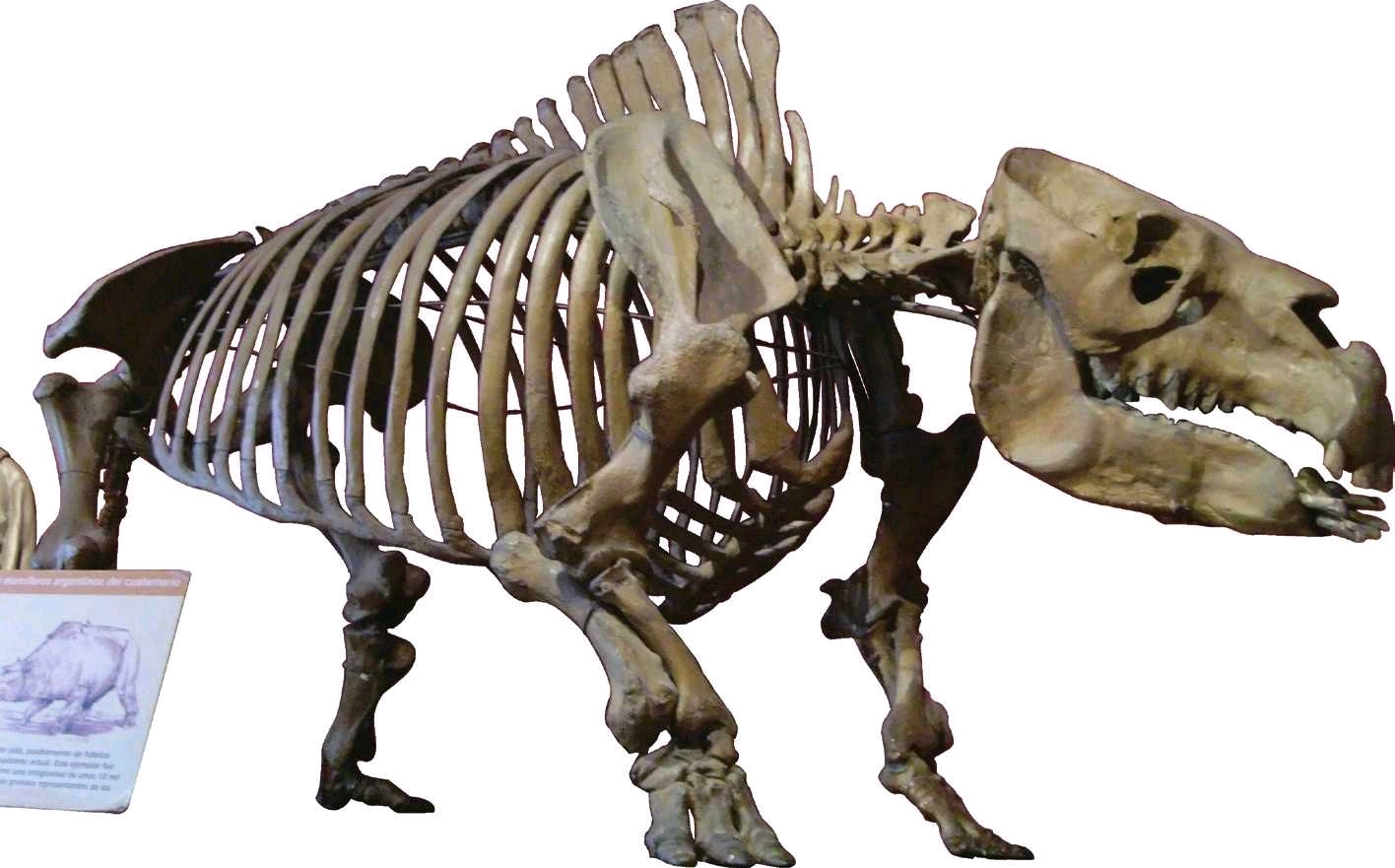 箭齿兽的骨骼,注意其巨大的头骨和粗壮的身体四肢.