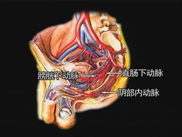 直肠血供:直肠上动脉,直肠下动脉,骶正中动脉,肛动脉