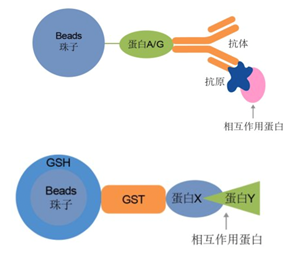 生物竞赛北斗学友《周周讲》文章第十五期:co-ip与gst pull-down的