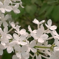 中药名的那些事丁香花树叶菩提镇挥图片