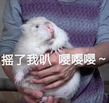 " 我昨天看视频看到凌晨 大半夜笑的满地找头 我也好想食竹鼠啊啊啊