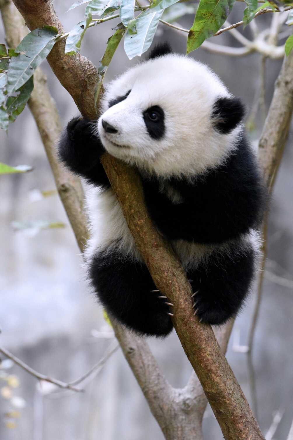 【大熊猫】大熊猫萌五和她亲爱的小树