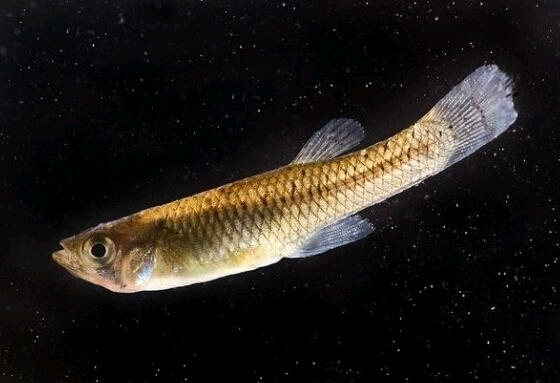 怎样分辨你野采的是食蚊鱼?还是青鳉?