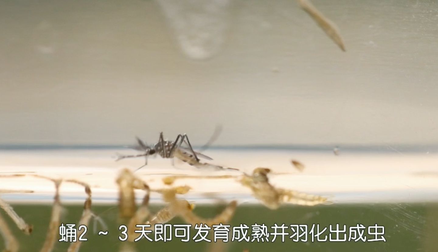 深度剖析蚊子微结构 | 肉眼如何分辨蚊子公母?