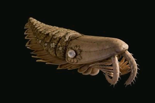 布满倒钩,嘴部由甲壳构成;过去普遍认为这些构造可以猎捕和大嚼三叶虫