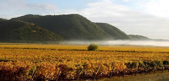 科尔查瓜山谷(colchagua valley),是公认的优质山谷,以成熟时期温暖