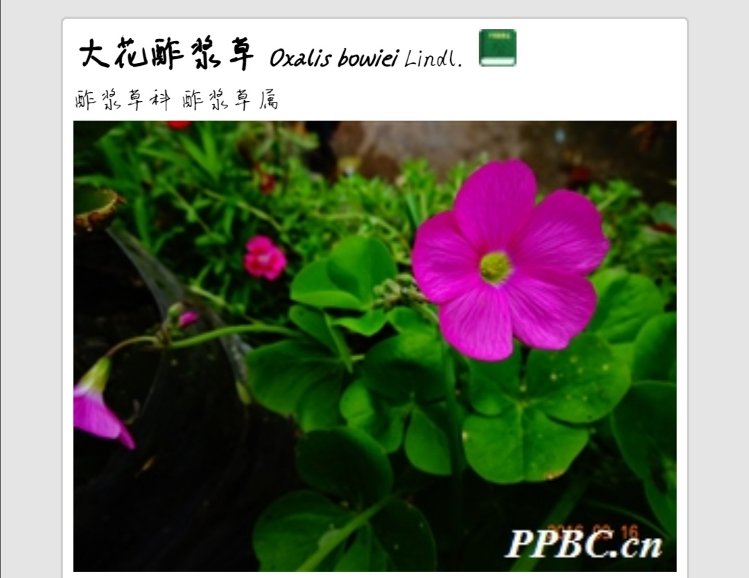 大花酢酱草