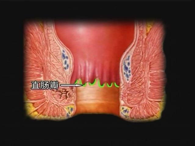 肛周解剖直肠的解剖