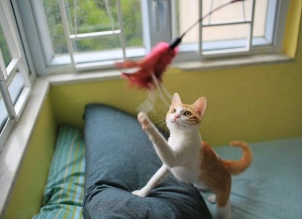 养猫的"危害",看完还想养的说明是真爱!