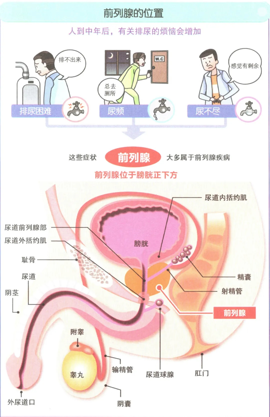 慢性前列腺炎就不能交女友吗