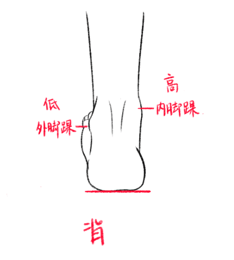 脚后跟是一个向上延长的形状,在上面和跟腱连接.