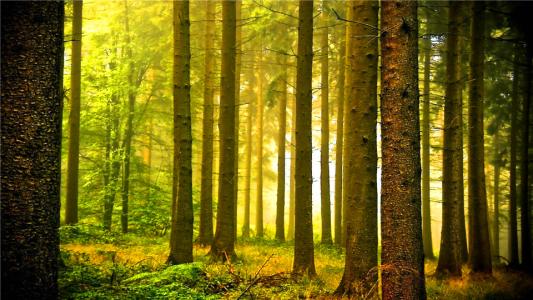 费米悖论及其有关解释(宇宙社会学研究)