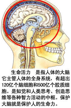 史上最全的人体(组织器官)全图