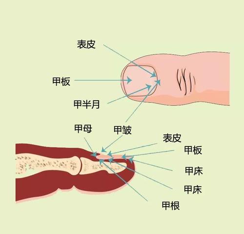 美甲基础第六天—美甲新手必须学习的知识:深入了解指甲构造