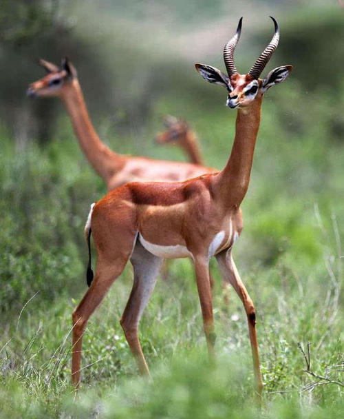 《奇葩动物欢乐多(5)长颈羚