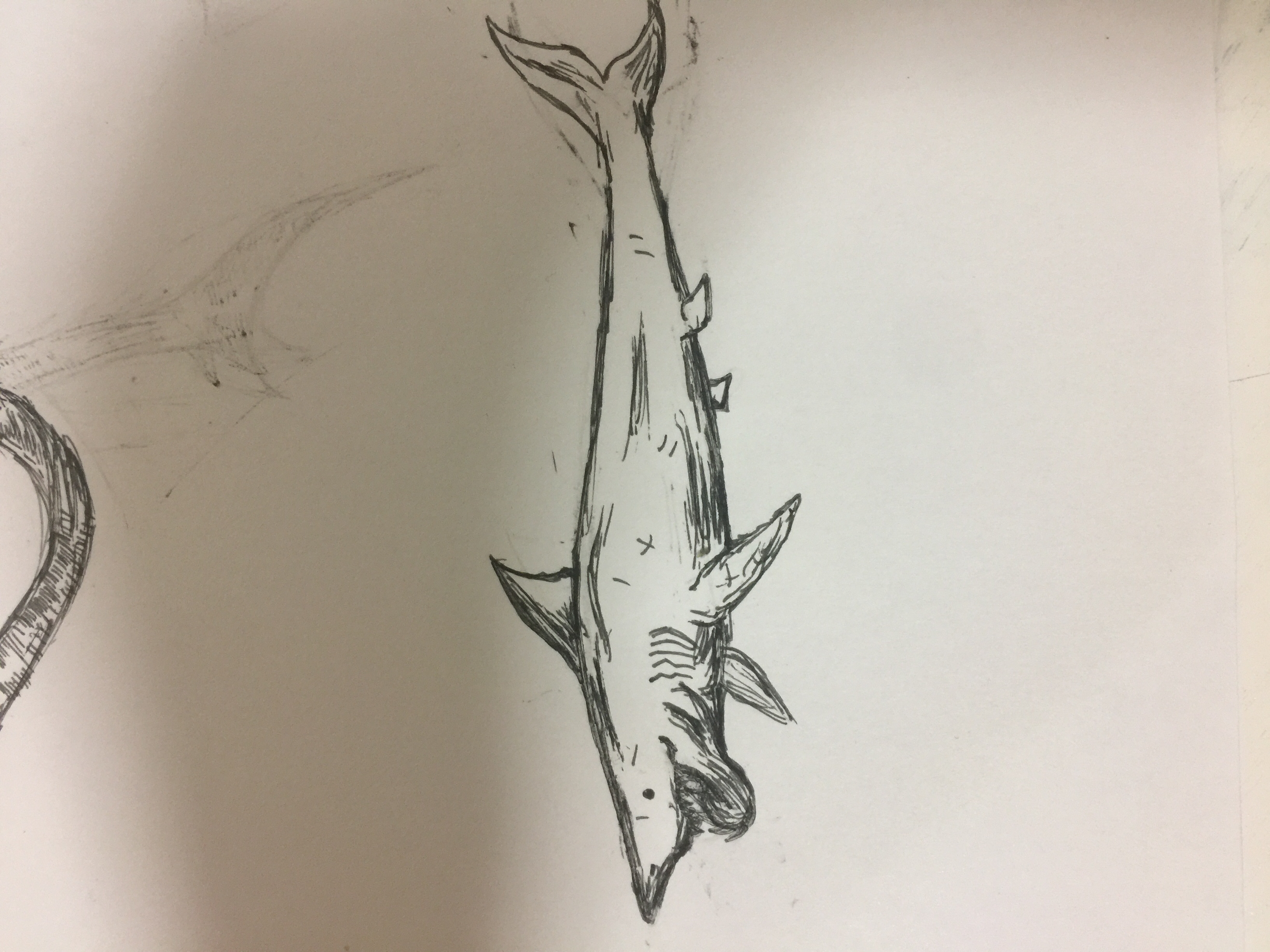 方舟自创生物旋齿鲨