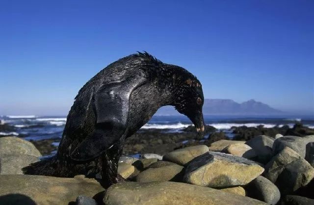 虽然海被石油污染 但爱的毛衣使小企鹅们顺利存活